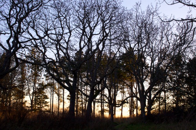 cdubProject2016 406 (1)